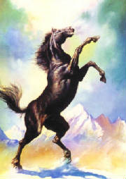stallion.jpg